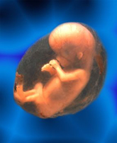 Riproduzione assistita a rischio complicanze